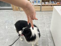 -艾贝尔宠物医院·宠保定点·超声绝育·免疫点(樱花路店)