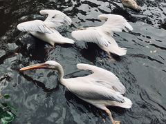 -新加坡飞禽公园