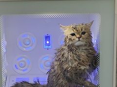 -喵zoo家庭繁育猫舍(尖东智能花园店)