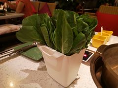 -润园四季椰子鸡火锅(海上世界店)