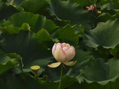 -荷塘月色湿地公园·向阳花洲