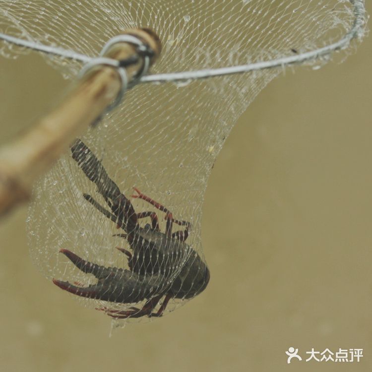 武汉果乐小镇钓小龙虾,有和我一样的童年吗?