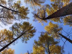 -塞罕坝国家级自然保护区