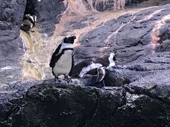 -暹罗海洋世界