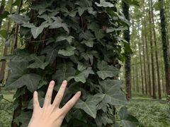 -黄海国家森林公园