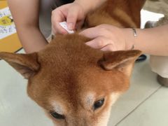 -瑞鹏宠物医院·宠保定点·心脏科·内科(御桥分院)
