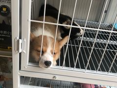 -圣宠宠物(平吉花卉市场店)