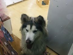 -李小姐の猫咖啡馆(五角场店)