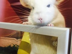 -藦茜花园宠物主题亲子互动体验馆(国顺东路店)