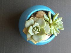 -名都晓荷塘主题火锅(海城街店)