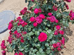 -羊亭河湿地公园