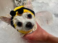 -PETKIT 小佩宠物·低压洗护·美容·寄养(安远店)