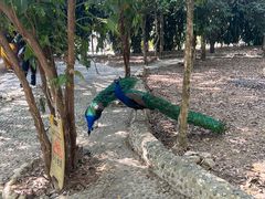 -瑞丽独树成林风景区