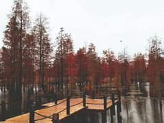 -池杉湖湿地公园