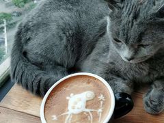 猫猫-猫色咖啡·猫咖