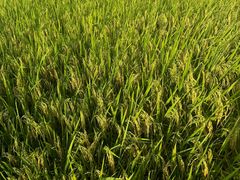 -上海置地广场(南京东路店)