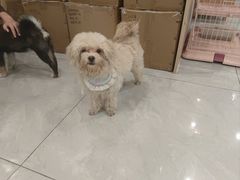 -柴犬小屋·柴餐厅·狗咖食堂(金鼎广场店)