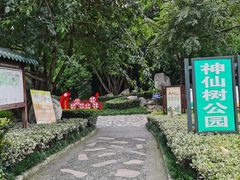-神仙树公园