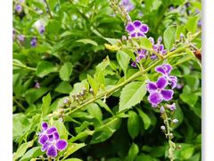 -三圣花乡旅游区