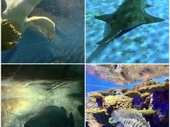 -上海海洋水族馆