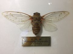 -上海昆虫博物馆