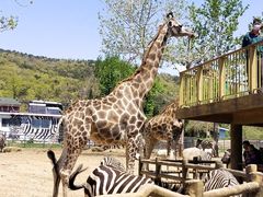 -大连森林动物园