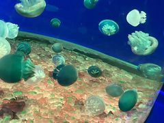 -欢乐海岸海洋奇梦馆