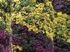 -鹅岭公园瞰胜楼