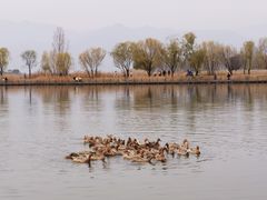 -野鸭湖国家湿地公园