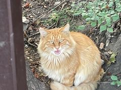 -北京西山国家森林公园