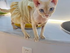 -COLOR PETS 撸猫馆·购猫·猫咖(长风大悦城店)