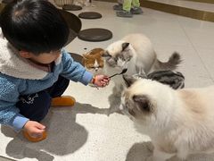 -飞行喵MR PILOT|猫舍·猫咖(静安大融城店)