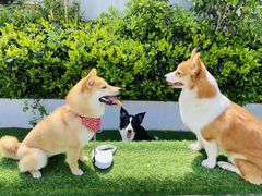 -汪说喵讲宠物乐园宠物酒店(红星美凯龙店)