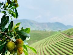 -帐篷客·溪龙茶谷度假酒店