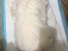 -北京观赏动物医院·24小时大型综合·猫专科·异宠专科