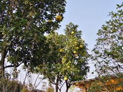 景点-鹅湖玫瑰文化园