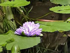 -北京植物园-展览温室