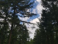 -塞罕坝国家级自然保护区