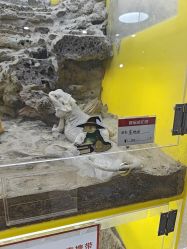 -神奇动物撸宠馆·羊驼·小浣熊·异宠(豫园店)