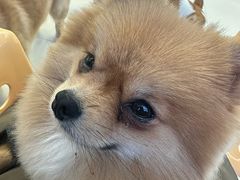 -怪兽屋·羊驼·猫咖·狗咖(俊华广场店)