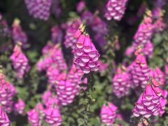 -上海滨江森林公园