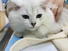 -pd派德宠物中心医院24H急重症·眼科中心·血液透析中心(嵩山北路店)