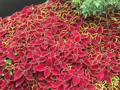 -人民公园(罗湖区)