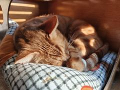 -猫猫幼稚园·撸猫·桌游·电玩