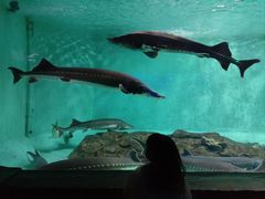 -太平洋海底世界