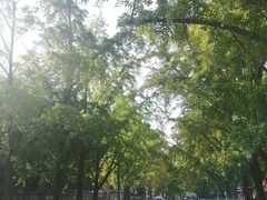 -三里屯东五街银杏大道
