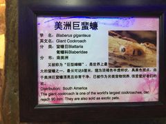 -上海大自然野生昆虫馆(东方明珠·爬宠昆虫探索中心)