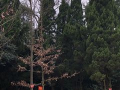 -天花井景区