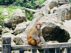 -三峡人家风景区