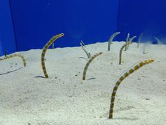 -上海海洋水族馆